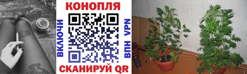 закладки  Воронеж  Шишки марихуана OG Kush 